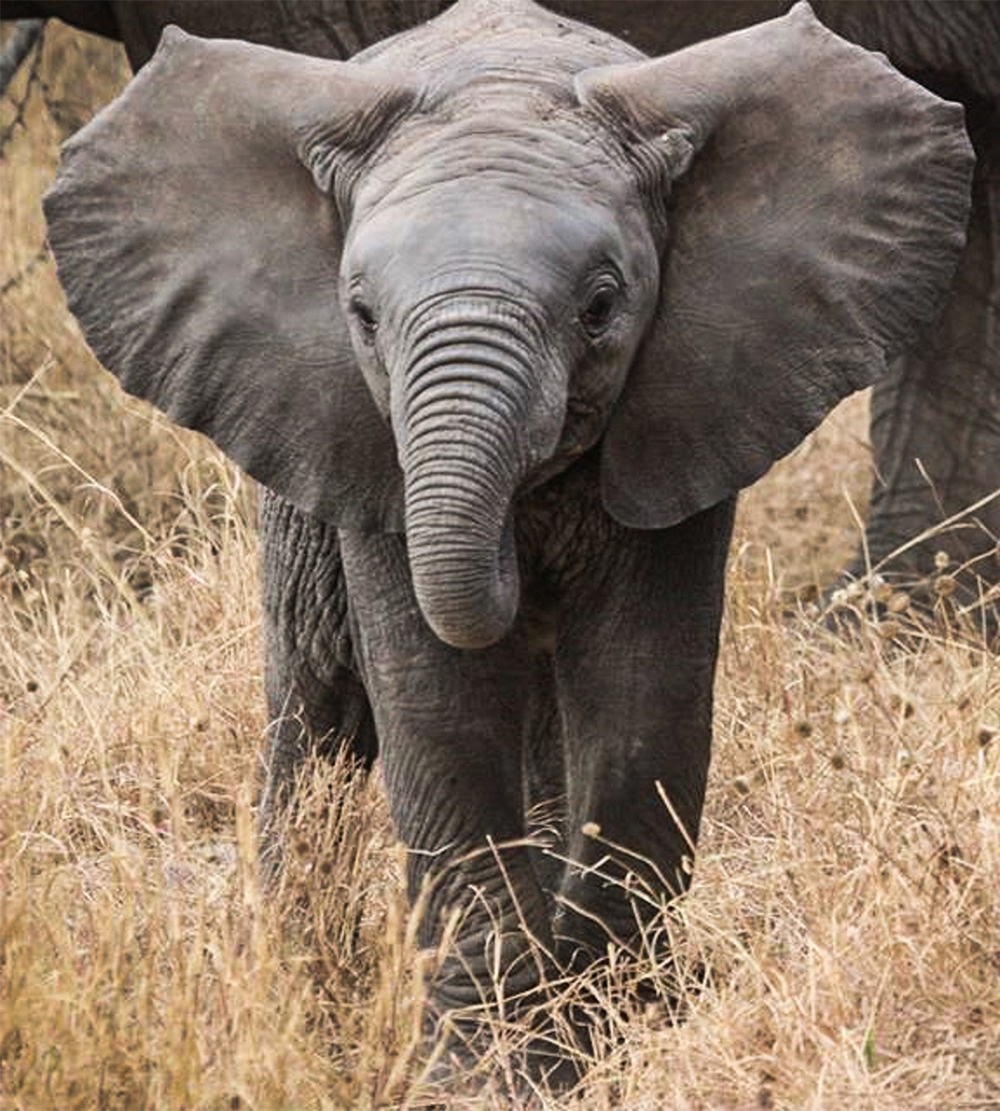 Eléphant enchaîné