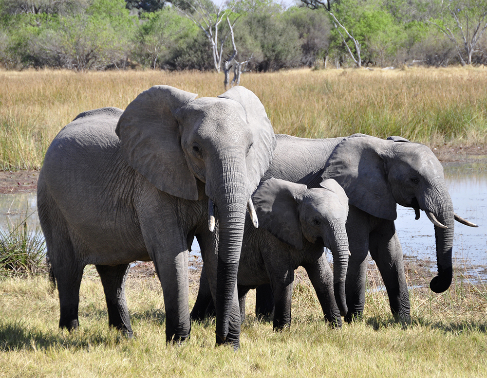 Les aveugles et l’éléphant