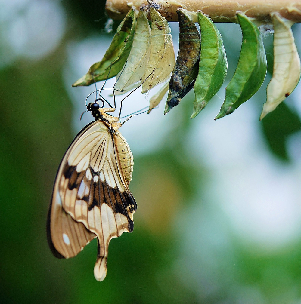 Le Papillon