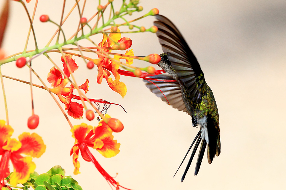 Légende du Colibri